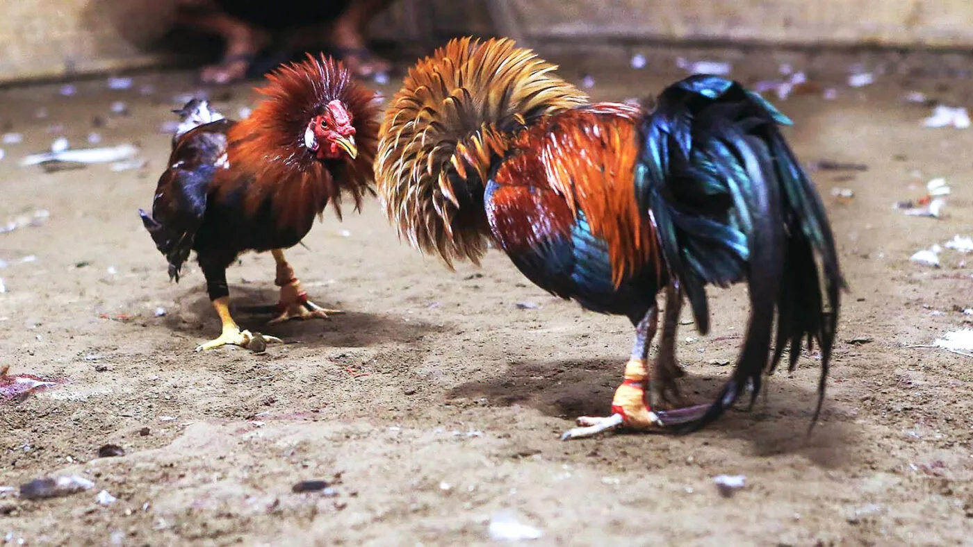 Tại sảnh Đá gà người chơi được trải nghiệm những trận đá gà trực tuyến sống động