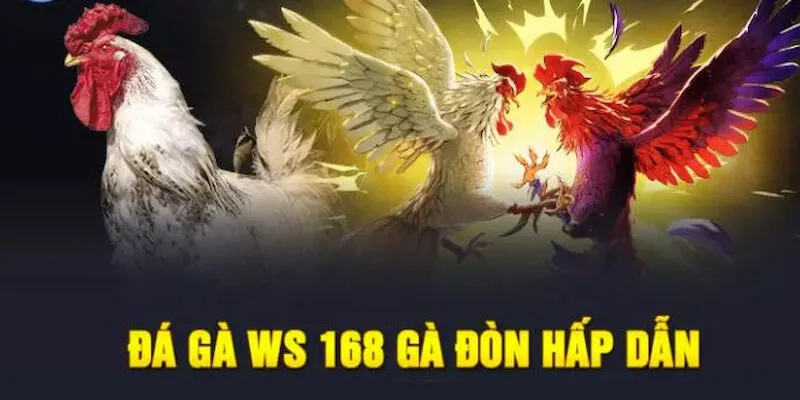 WS168 tại Tin88 là một trong những sảnh đá gà trực tuyến được nhiều kê thủ yêu thích