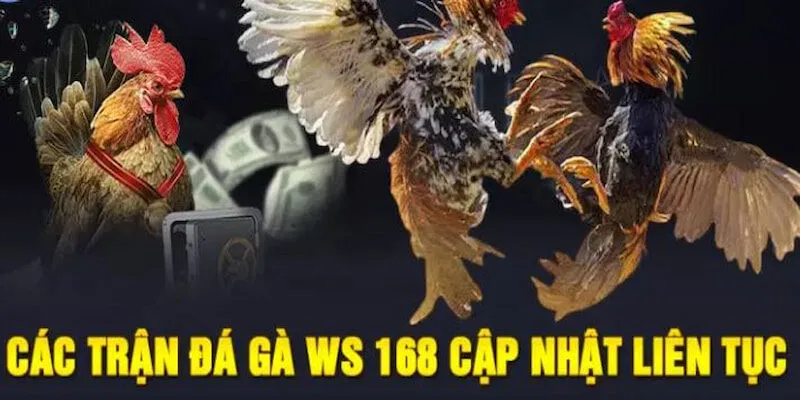 Sảnh đá gà WS168 tại Tin88 là lựa chọn lý tưởng cho những người yêu thích môn đá gà